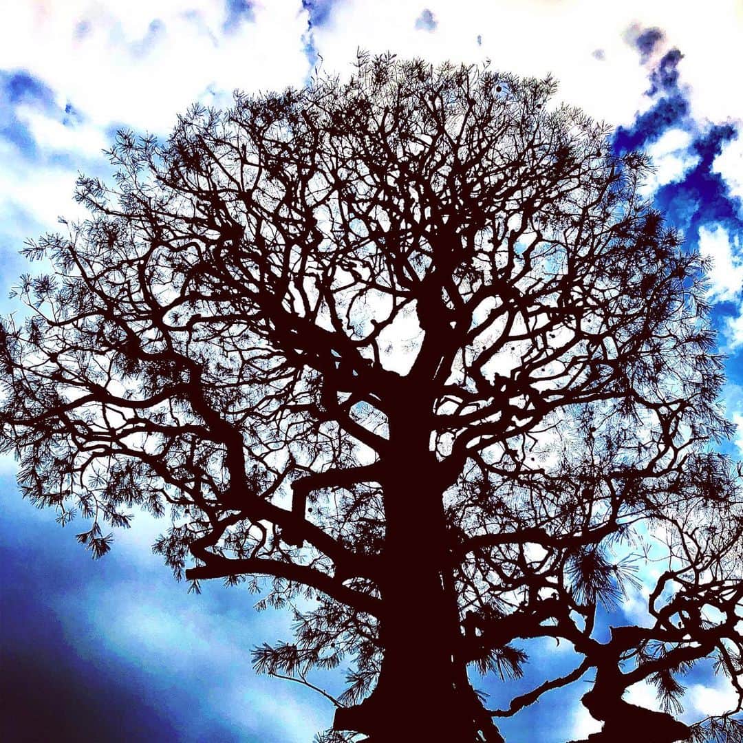 世良公則さんのインスタグラム写真 - (世良公則Instagram)「#世良公則 #masanorisera #japanesemusician #japaneserock #treeoflife #sky #takeawalk #散歩 #japaneseartist  I looked up at the sky.  There was a tree of life there.  I felt the power to live.  Thank you for everything.」4月12日 1時19分 - masanorisera