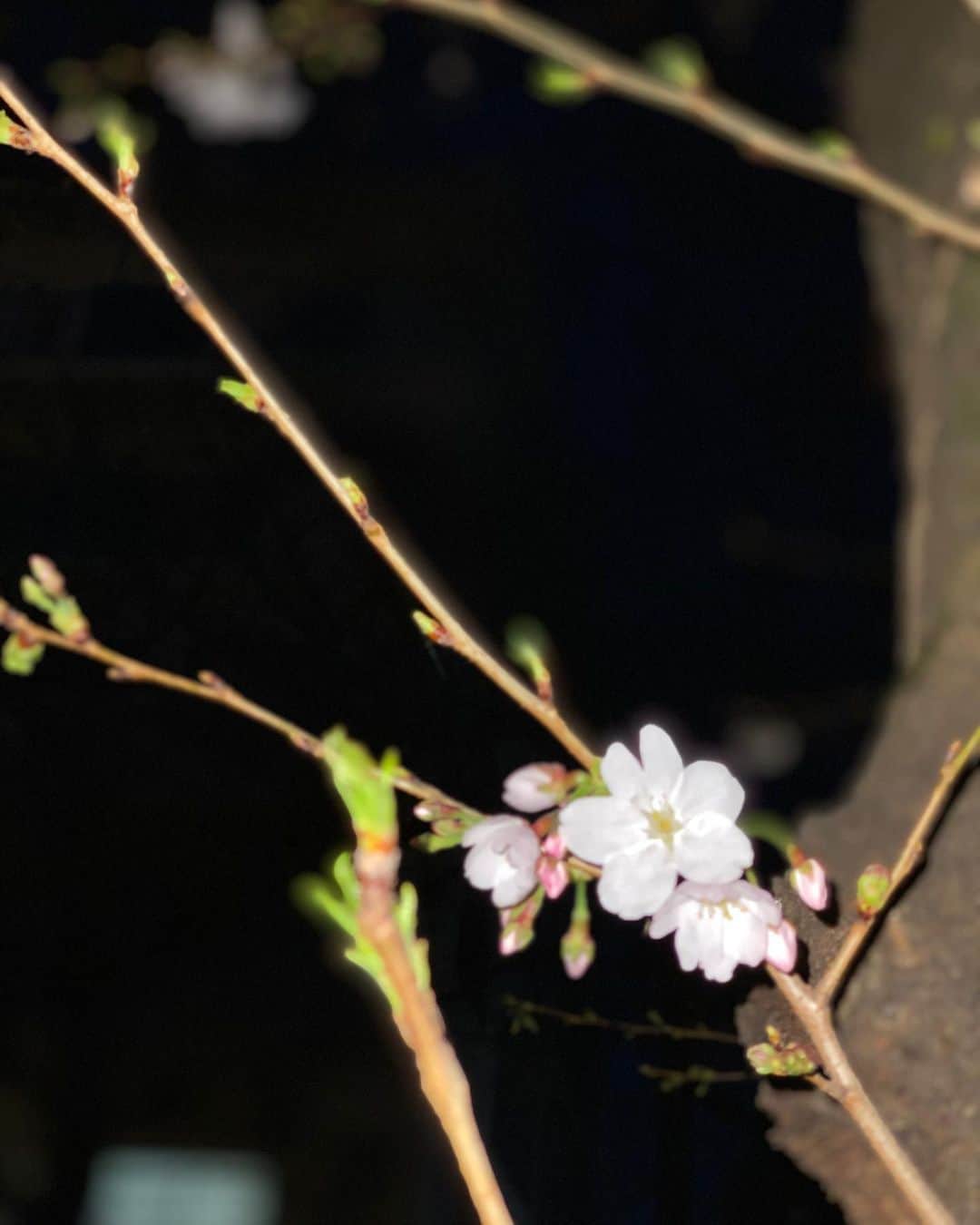 岩崎拓馬さんのインスタグラム写真 - (岩崎拓馬Instagram)「Cherry blossom . . いつかの桜  来年も綺麗にさいておくれ  今は自分と大切な人たちのために しっかりとチャージしよう . . #cherryblossom #happytime」4月12日 2時26分 - happy_takuma