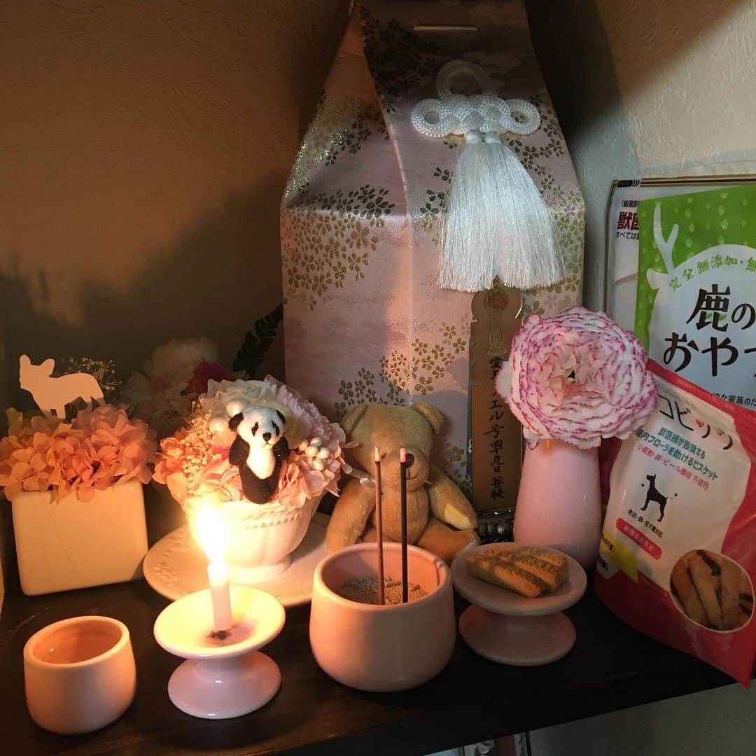 範田紗々さんのインスタグラム写真 - (範田紗々Instagram)「ベランダのお花をノンちゃんに♡」4月12日 3時39分 - handa_sasa