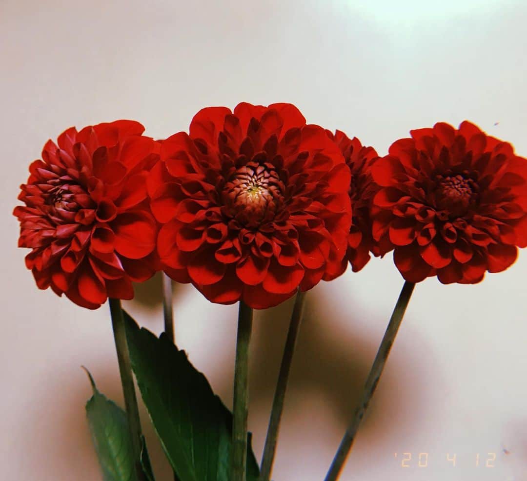 西田さおりさんのインスタグラム写真 - (西田さおりInstagram)「暗いところと明るいところで 撮るのではこんなに違うのね！ 新入りのお花ダリア。 これは赤色なので花言葉は華麗。だってさ！！ まじエモみー！ . . #これはダリアですか #ダリアですよね #ダリアなんでしょうか」4月12日 4時08分 - saori19950108