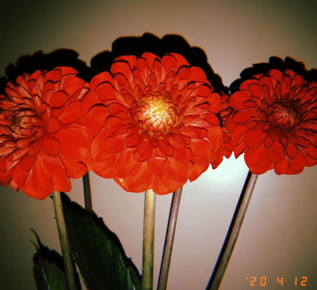 西田さおりさんのインスタグラム写真 - (西田さおりInstagram)「暗いところと明るいところで 撮るのではこんなに違うのね！ 新入りのお花ダリア。 これは赤色なので花言葉は華麗。だってさ！！ まじエモみー！ . . #これはダリアですか #ダリアですよね #ダリアなんでしょうか」4月12日 4時08分 - saori19950108