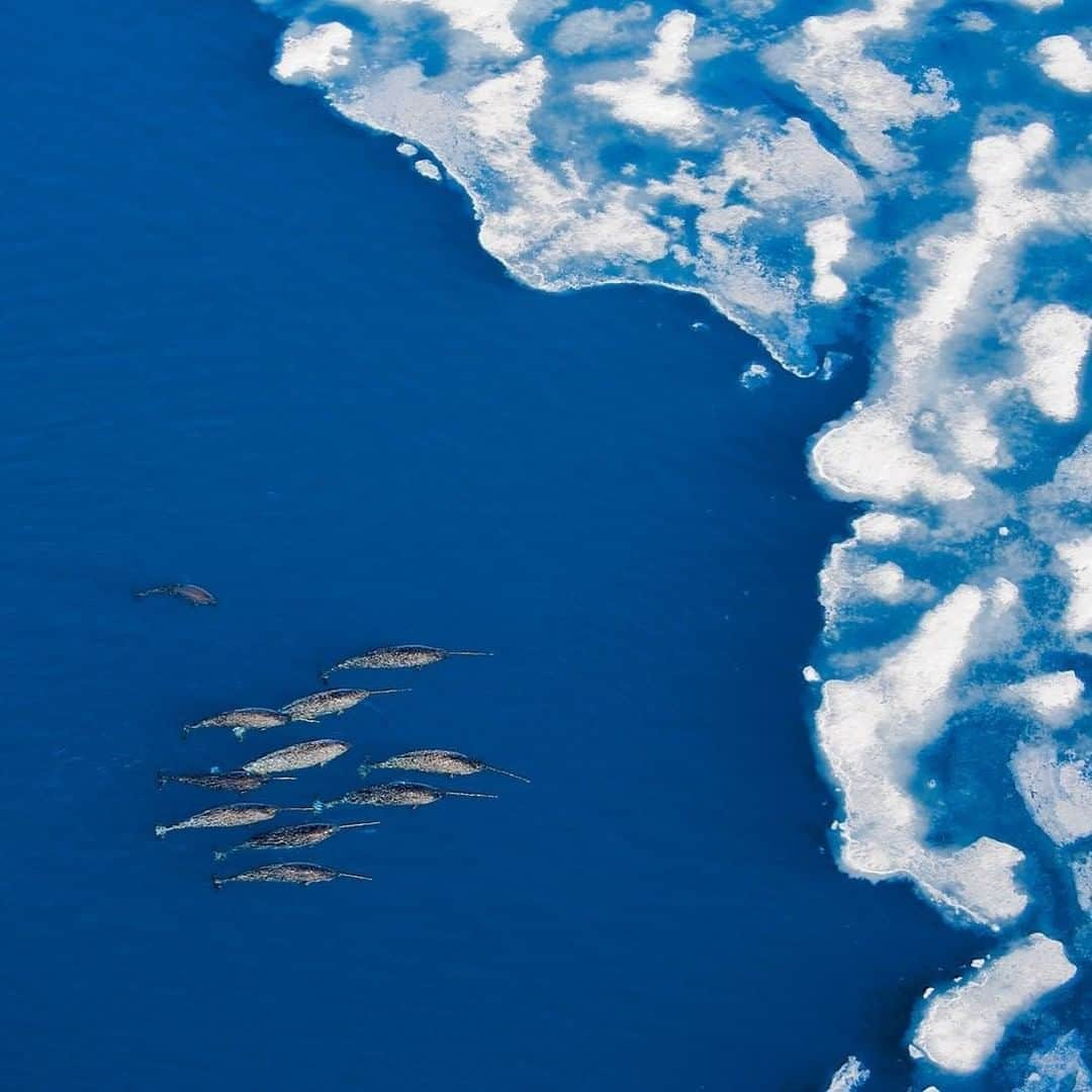 National Geographic Travelさんのインスタグラム写真 - (National Geographic TravelInstagram)「Photo by @PaulNicklen | Unicorns really do exist—sea unicorns, that is. We photographed this pod of narwhals near Baffin Island from my ultralight airplane, where we watched as they dove under the ice to feed on polar cod. These small whales, with six- to 10-foot-long ivory tusks, add something otherworldly to this land of water and ice where, sometimes, the daylight never ends. The only downside with encounters like this is that, eventually, we have to land.  Follow me @PaulNicklen for more images and stories from the Arctic, the land where I grew up. #Whales #Ice #Arctic #Ocean #UnicornsoftheSea」4月12日 5時05分 - natgeotravel