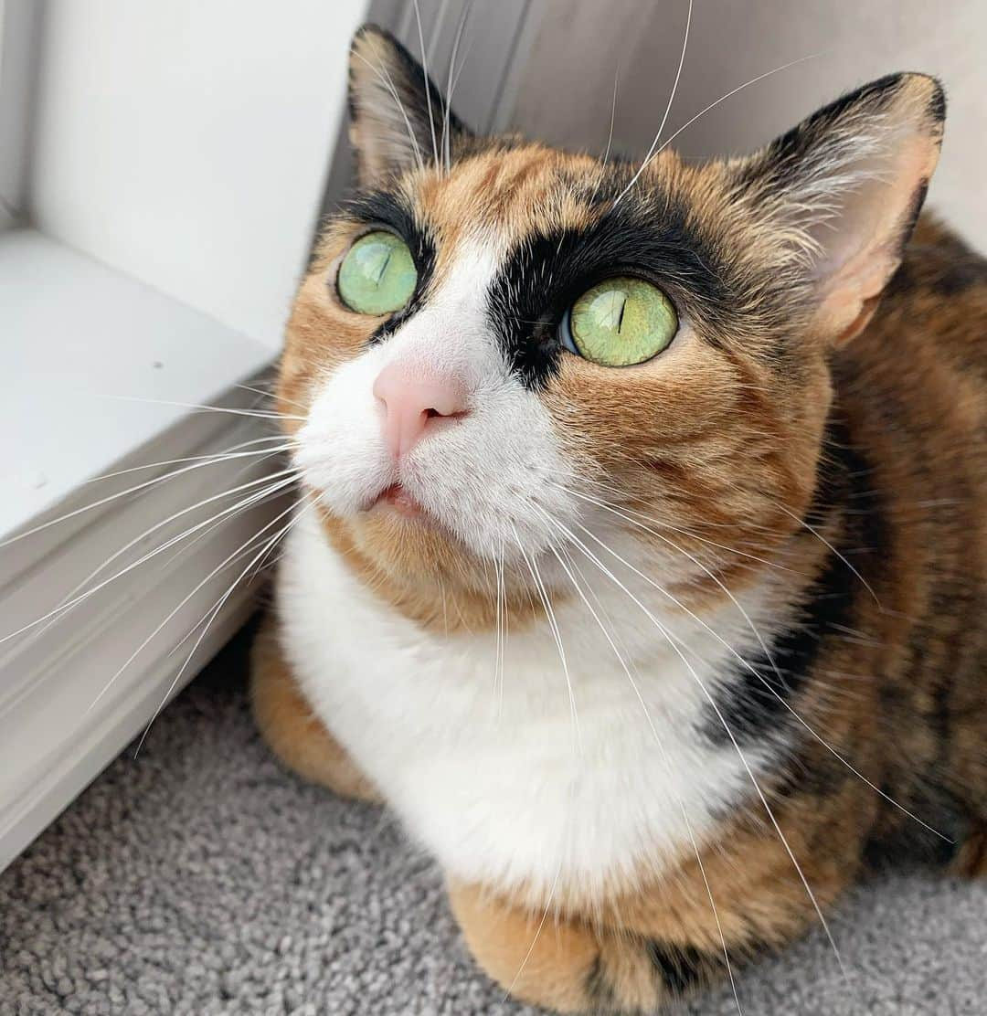 リリーさんのインスタグラム写真 - (リリーInstagram)「Happy National Pet Day! . . . . . . #lillycrazyeyes #quarantine #stayhome #catsofinstagram #9gag #calico #instacat #meowstagram #meow #meowdel #nationalpetday #instacalico #calico #instapet #caturday」4月12日 6時51分 - lilly_crazyeyes