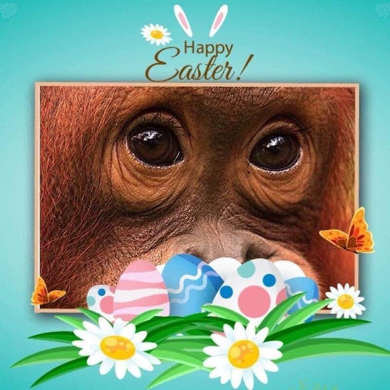 OFI Australiaさんのインスタグラム写真 - (OFI AustraliaInstagram)「Happy Easter everyone 🐰🐣🦧 ____________________________________ 🐒 OFIA Founder: Kobe Steele 💌 kobe@ofiaustralia.com | OFIA Patron and Ambassador: @drbirute @orangutanfoundationintl www.orangutanfoundation.org.au 🐒  #orangutan #orphan #rescue #rehabilitate #release #BornToBeWild #Borneo #Indonesia #CampLeakey #orangutans #savetheorangutans #sayNOtopalmoil #palmoil #deforestation #destruction #rainforest #instagood #photooftheday #environment #nature #instanature #endangeredspecies #criticallyendangered #wildlife #orangutanfoundationintl #ofi #drbirute #ofi_australia #ofia #FosterAnOrangutanToday」4月12日 6時51分 - ofi_australia