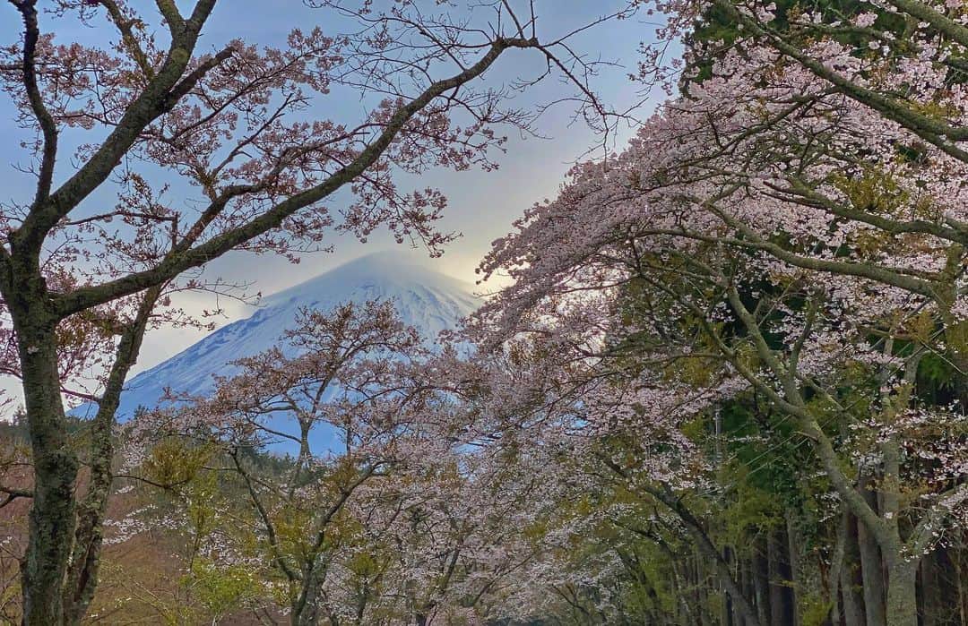 phantastic420のインスタグラム：「. 🤩🤩“Shizuoka” prefecture in Japan is a place where you can see the most “phantastic” Mt. Fuji🗻 in the world.🤩 #富士山 #mtfuji #japan #shizuoka #fujinomiya  #宮すた #miyasta @fujinomiyacity  #phantastic420photography #mostphantasticmtfuji #selamatpagi  #goodmorning  #おはようございます 😇😇😇😇😇😇😇🗻😇😇😇😇」