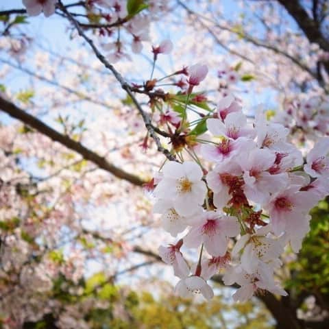 松本隆博のインスタグラム：「。 ここで一句。  昨年は… 桜観る会… 今年観ずかい…」