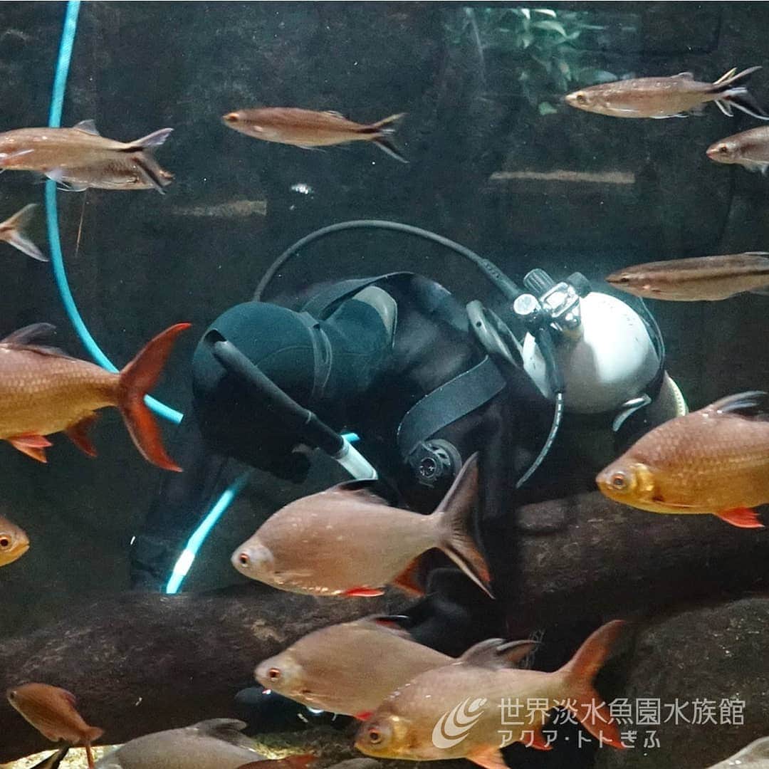 世界淡水魚園水族館 アクア・トト ぎふのインスタグラム：「様々なところで掃除をするスタッフたち。勝手に撮りました😁  不定期ながらお家でほんわかできるような話題をお届けできればと思います。 全てのコメントにお答えはできませんが、休館中の気になる生き物などがいたら教えてくださいね。  #休園中の動物園水族館#コロナウイルスが早く終息しますように#アクアトト#アクアトト岐阜#アクアトトぎふ#水族館#aquarium」