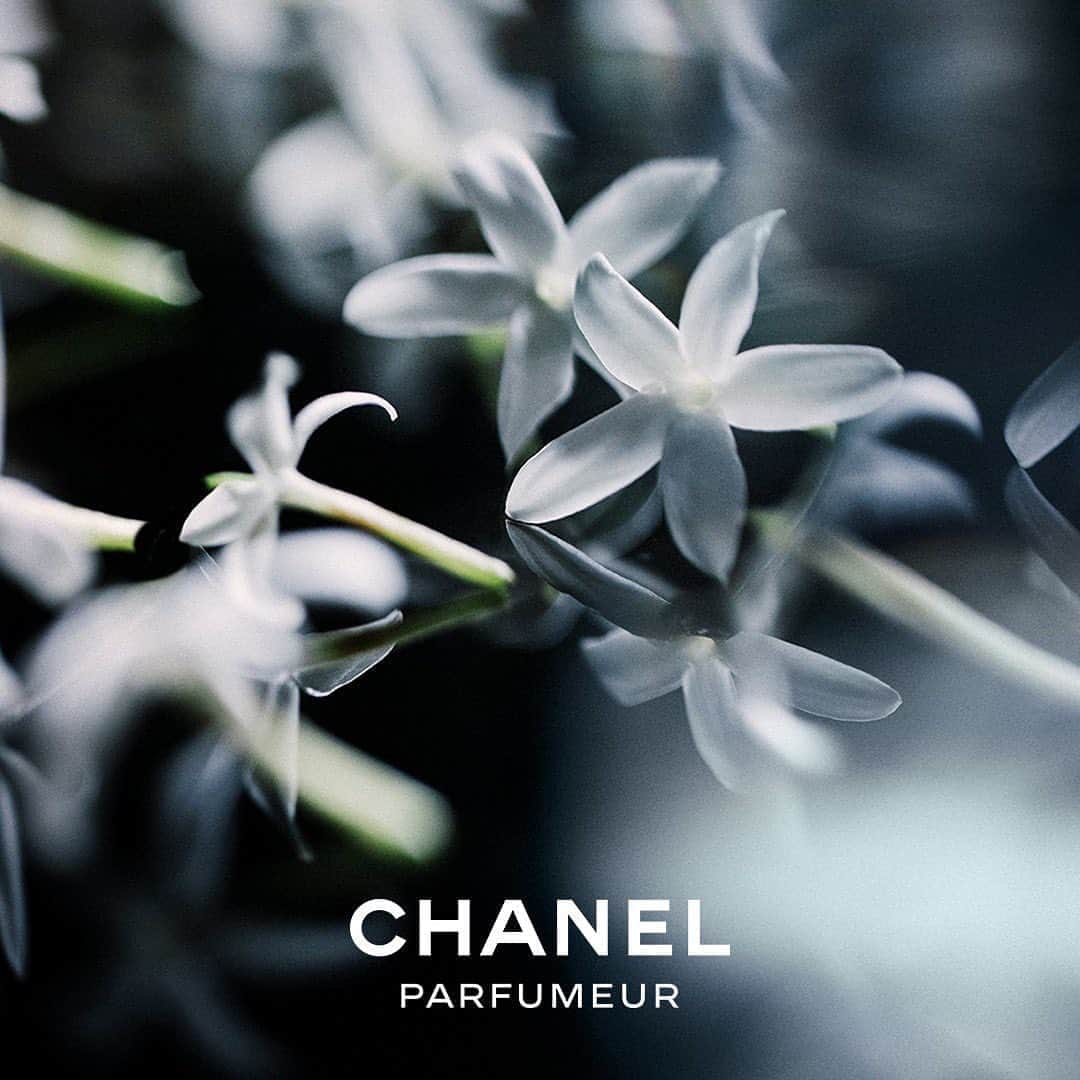 シャネルさんのインスタグラム写真 - (シャネルInstagram)「Discover Grasse jasmine in I AM A CHANEL FLOWER, the latest episode in the CHANEL PARFUMEUR series.  #StayHome #IAmACHANELFlower #CHANELParfumeur」4月12日 16時43分 - chanelofficial