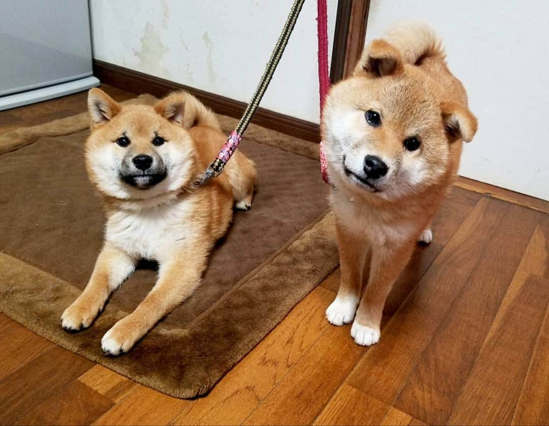 柴犬たま Shibainu Tamaのインスタグラム