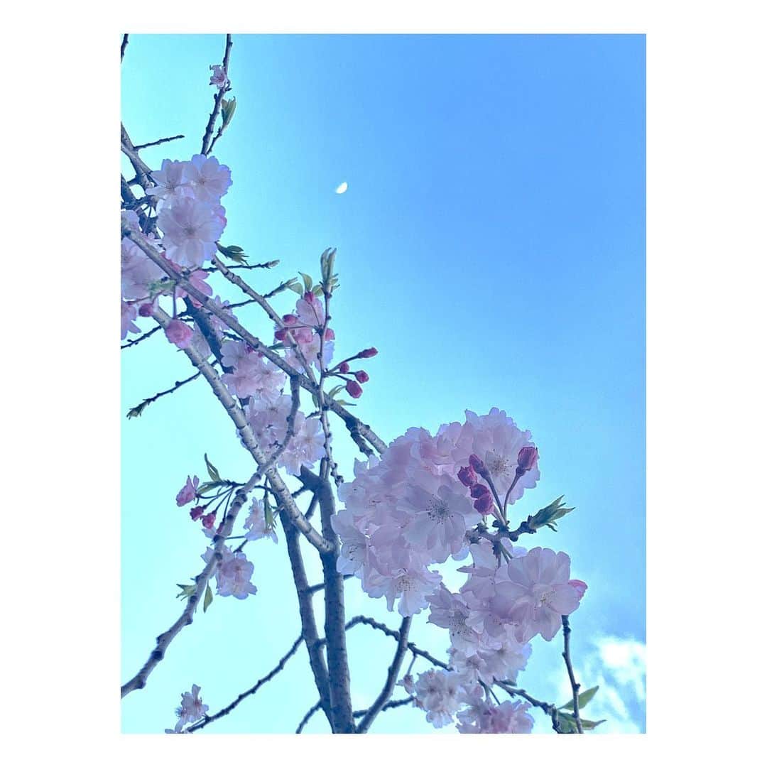 外岡えりかさんのインスタグラム写真 - (外岡えりかInstagram)「. 本日の癒し🌸 写真は #いつかの #桜 #sakura」4月12日 17時03分 - erica_tonooka