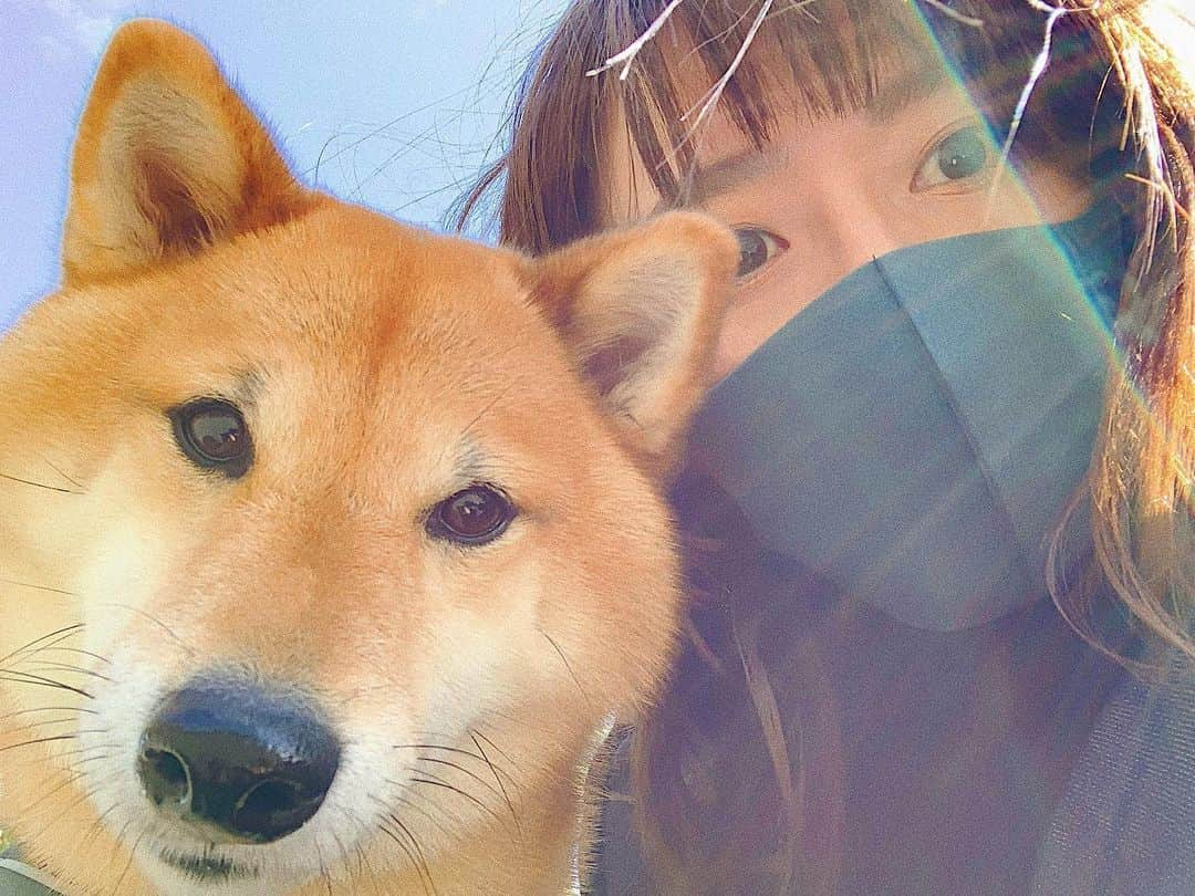 井上志帆子さんのインスタグラム写真 - (井上志帆子Instagram)「じっっっ #柴犬と飼い主#柴犬#しばいぬ#しばすたぐらむ」4月12日 17時26分 - shiriko0316