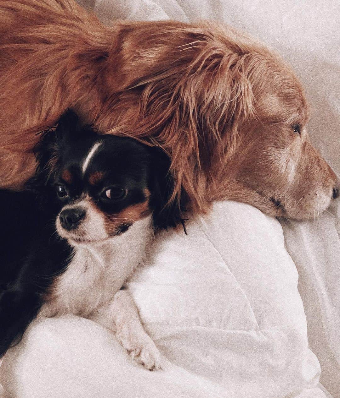 Kristin Essのインスタグラム：「Happy National Pet Day from Karen and her boyfriend.」