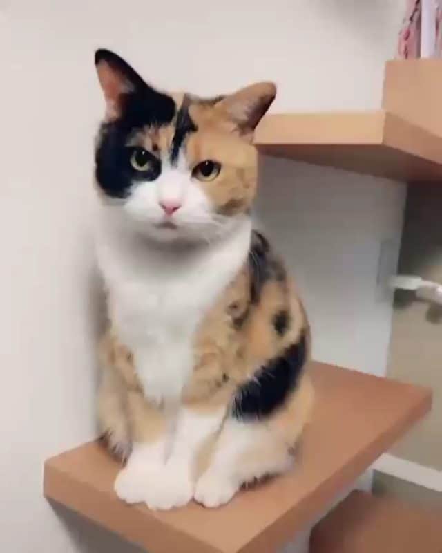 OUR FAVORITE CATSのインスタグラム：「Tag your friend 😊😊 From:@domichipi」