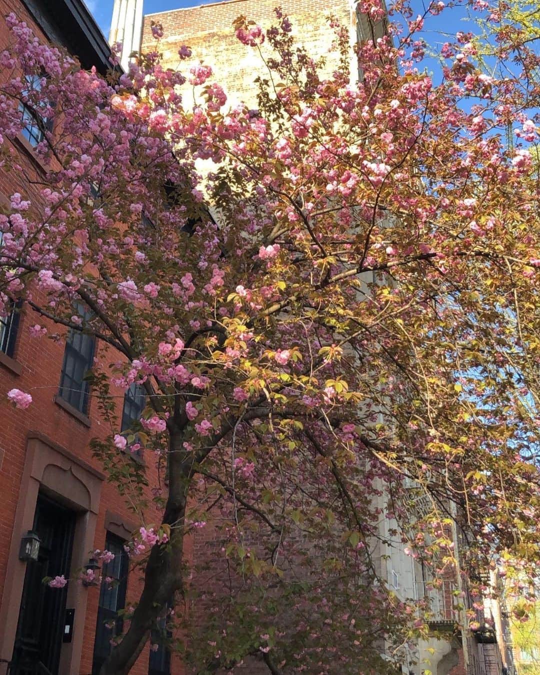 のインスタグラム：「Beauty in the West Village」