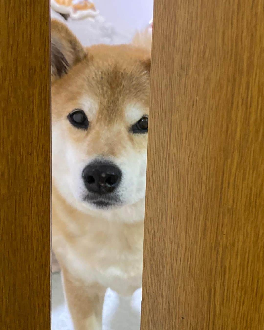 まる（まるたろう）さんのインスタグラム写真 - (まる（まるたろう）Instagram)「Good morning! May I have your name?✨🐶✨おはまる〜？どちら様ですか？ #ここはまるとママのお家です #ハウスでマテ #stayhome #番犬訓練」4月12日 10時21分 - marutaro