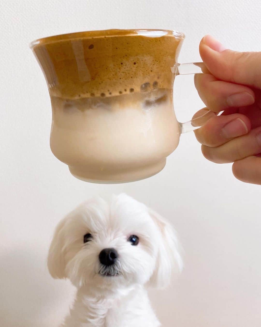 川島海荷さんのインスタグラム写真 - (川島海荷Instagram)「いま流行りのダルゴナコーヒー。のっかっちゃった😶  作り方→インスタントコーヒー、水、砂糖 を1:1:1で。ひたすら泡立てる。そのあとミルクに乗っけて完成✨✨✨ わたくしは砂糖少なめ、豆乳でやってみました〜ふふふ　#ダルゴナコーヒー  #おうち時間　#enjoyhome」4月12日 10時27分 - umika_kawashima