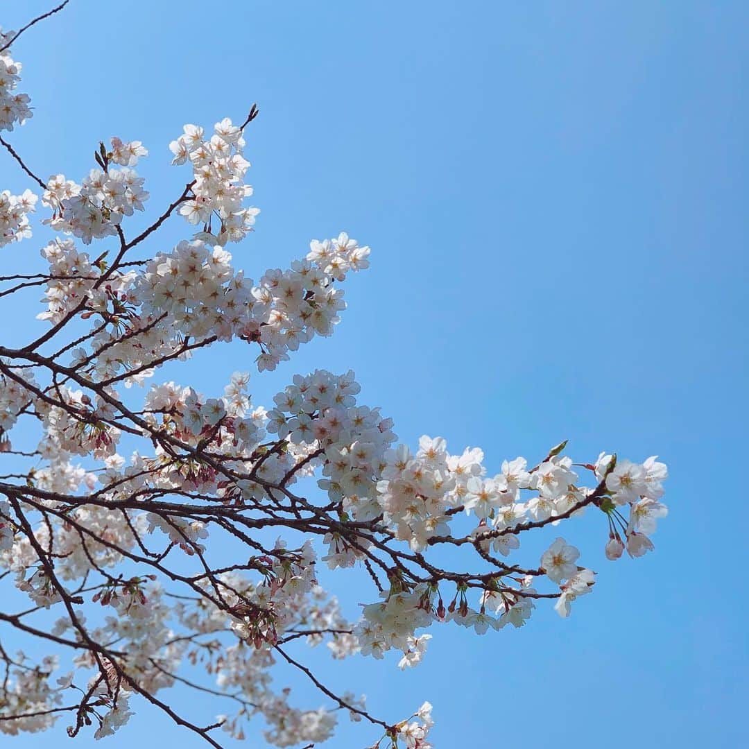 熊谷彩夏さんのインスタグラム写真 - (熊谷彩夏Instagram)「🌸🌸🌸 . 来年はお花見出来るといいなあ . #桜 #春」4月12日 10時28分 - kumagaiayaka73