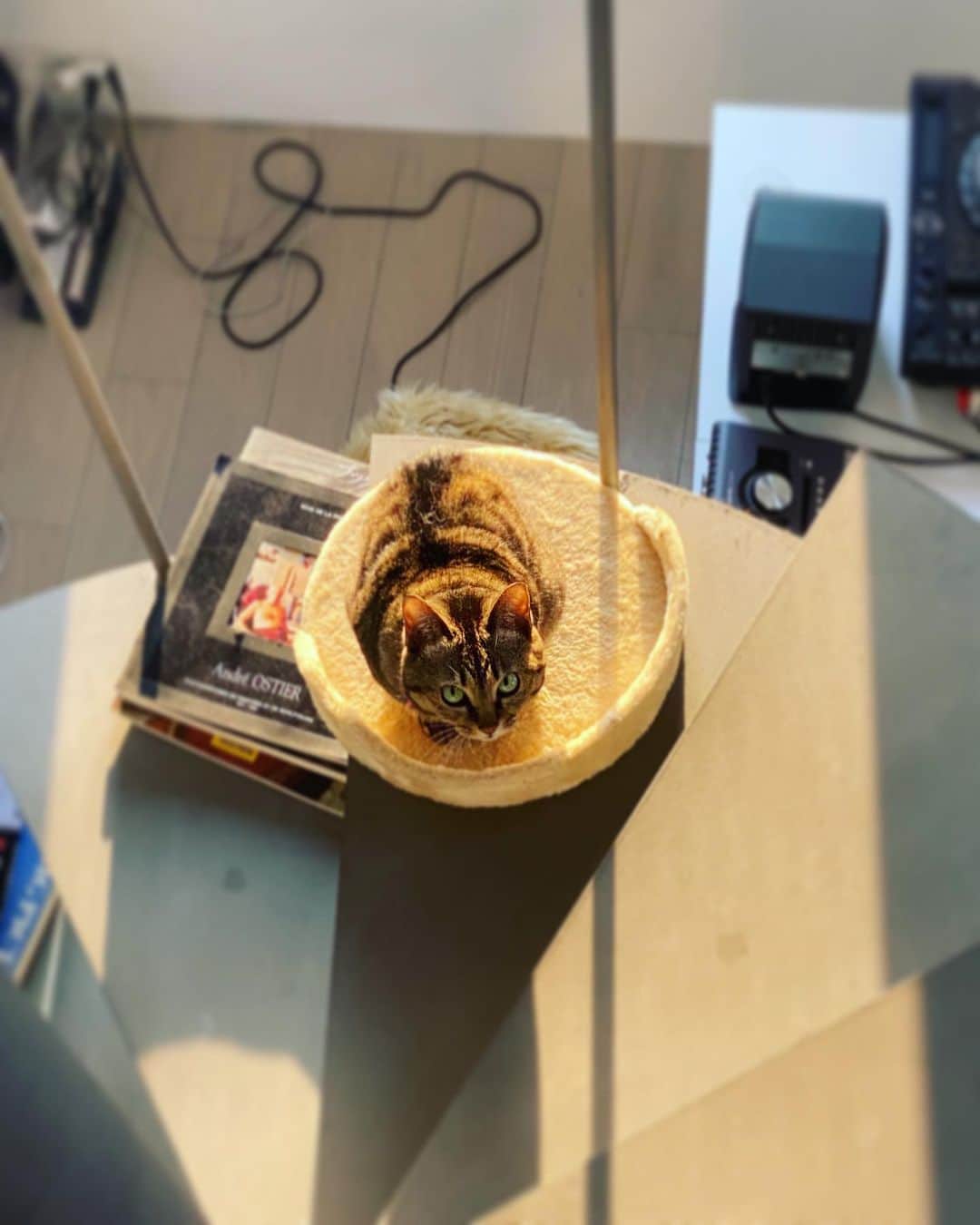 DJ mariennuのインスタグラム：「Important time🐈 #stayhome」