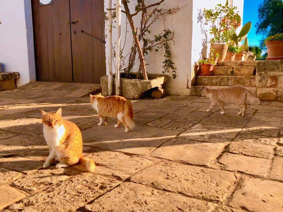 TBS「世界ふしぎ発見！」さんのインスタグラム写真 - (TBS「世界ふしぎ発見！」Instagram)「それはそれは広〜いオリーブ農園にて﻿ 気ままに暮らすネコ様に遭遇 。﻿ どこの国でも、ネコ様は気まま🐾﻿ ﻿ #世界ネコ発見﻿ #いつの日かのイタリア #3枚目のお姉さんの手はネコ様4匹いるわよの4　﻿ ﻿ by#世界ふしぎ発見　#ねこすたぐらむ」4月12日 11時29分 - fushigi_hakkenad