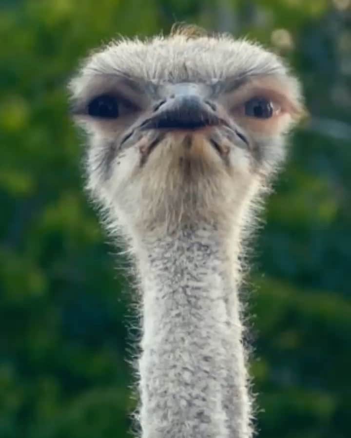 ブレッキン・メイヤーのインスタグラム：「I’m an ostrich. I run fast. Yep. Going insane today. Just filled my bathtub with tacos and placed an apple under citizen’s arrest. #PUNCHYASHECKFIRE #ImAnOstrich」