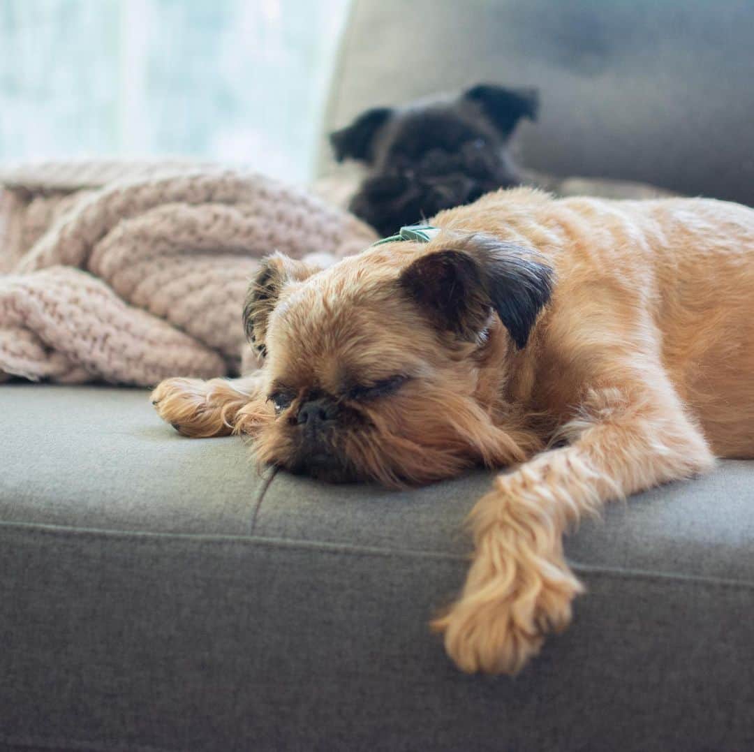 Digby & Aloのインスタグラム：「When the government says humans can’t go out except for walks and your little legs aren’t very long.」