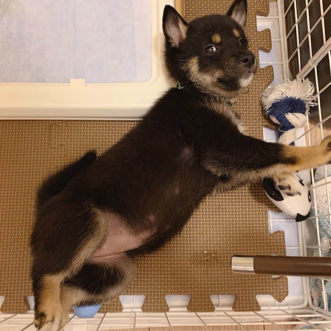 環奈（長沢菜々香の飼い犬）のインスタグラム：「あざとい🤭 まだ毛が無いお腹が好き。 . . . . .  #豆柴#柴犬#日本犬#黒柴#黒豆柴#まめしば#しばいぬ#しば#しばすたぐらむ #こいぬ #柴  #ここ柴部#柴子犬 #shibalove #mameshiba #kuroshiba #shibainu #shiba #shibadog #shibastagram #shibastyle」