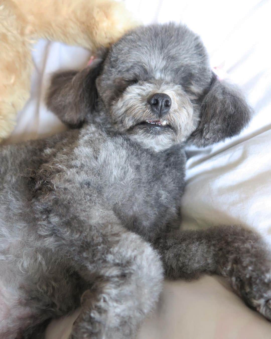 Mai Wakimizuさんのインスタグラム写真 - (Mai WakimizuInstagram)「こんな幸せな光景あるかな？ポチャポチャカプリ、4.2キロ♡笑 #愛犬カプリ#トイプードル」4月12日 12時36分 - wakkin__m