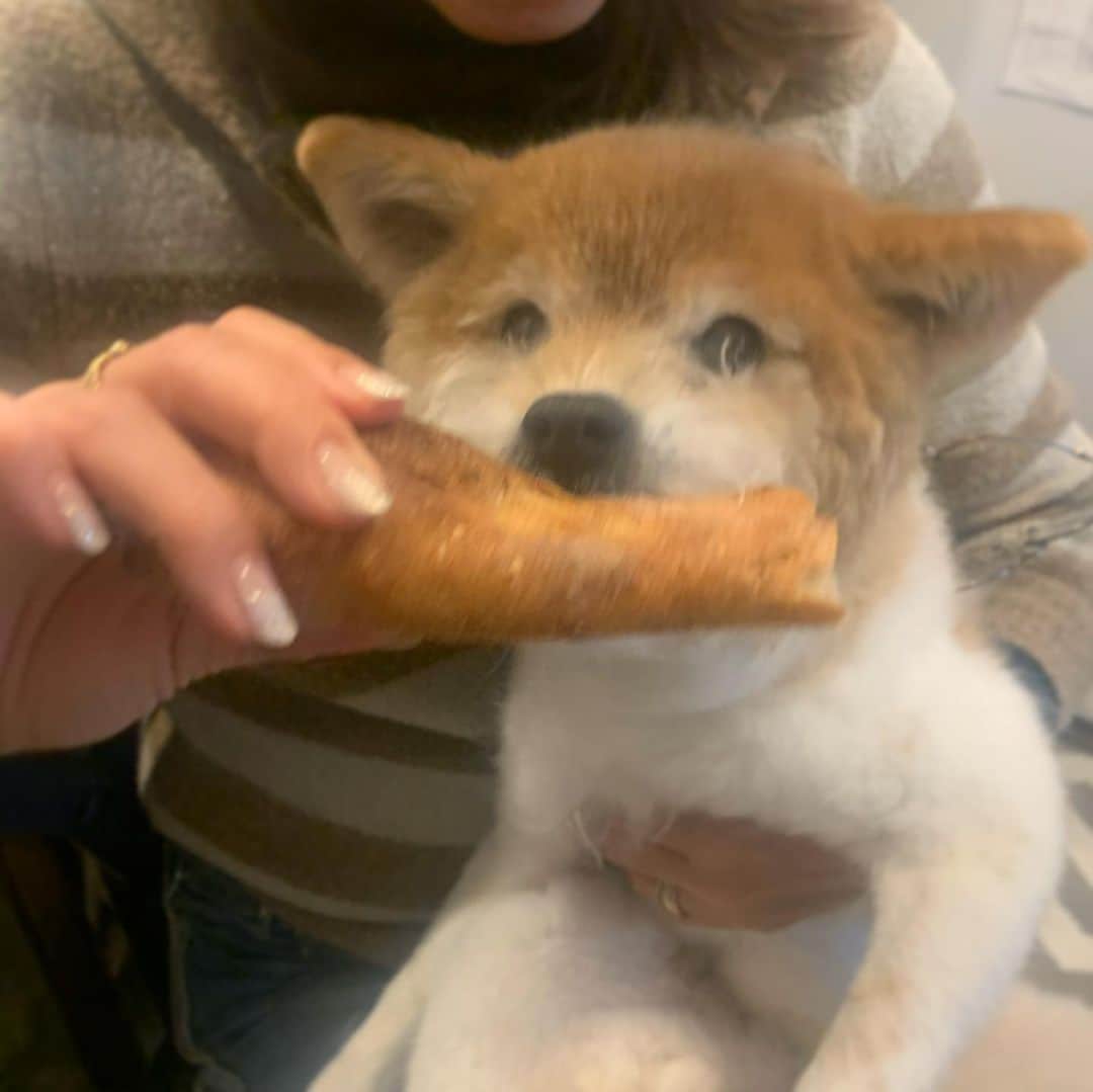 のインスタグラム：「かわいすぎ🥖❤️ コロナだから四六時中一緒にいれる😍 . . . #dog #dogstagram #犬 #doglover #犬」