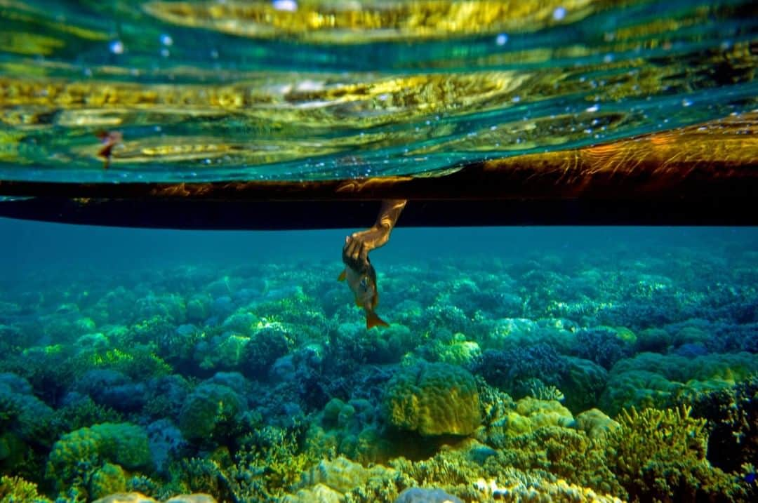 National Geographic Travelさんのインスタグラム写真 - (National Geographic TravelInstagram)「Photo by @amivitale | A spear fisherman holds a fish he caught outside the reef in Pohnpei in the Federated States of Micronesia. There are no beaches on Pohnpei—the coast is surrounded by mangrove swamps and volcanic rocks. Mangroves are among the hardest working habitats on Earth. Acre for acre, mangroves store more carbon than any other habitat. When they are cut down they release tons of methane. When they are protected, they reduce wave and storm damage to coastlines, provide habitat for fish, shrimp, and crabs, and suck up and store carbon. They are severely threatened because people clear them for shrimp farming, coastal development, and wood. Follow @amivitale to learn more about protecting the world's most vulnerable and important habitats. @thephotosociety #micronesia #fishing #mangroves #swamps #climatechange」4月12日 13時09分 - natgeotravel