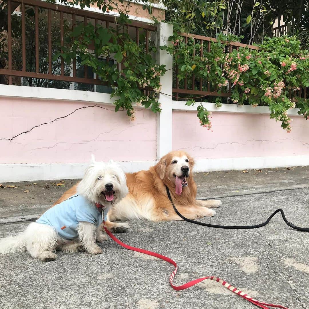 Hoykong&Plamuekのインスタグラム：「Sending love to everyone during this covid-19 crisis. Hope everyone stay safe, stay home. We are fine here in Bangkok. ❤️ #stayhome #covid19 #หยุดอยู่บ้านเพื่อชาติ #hkpm #หอยโข่งปลาหมึก」