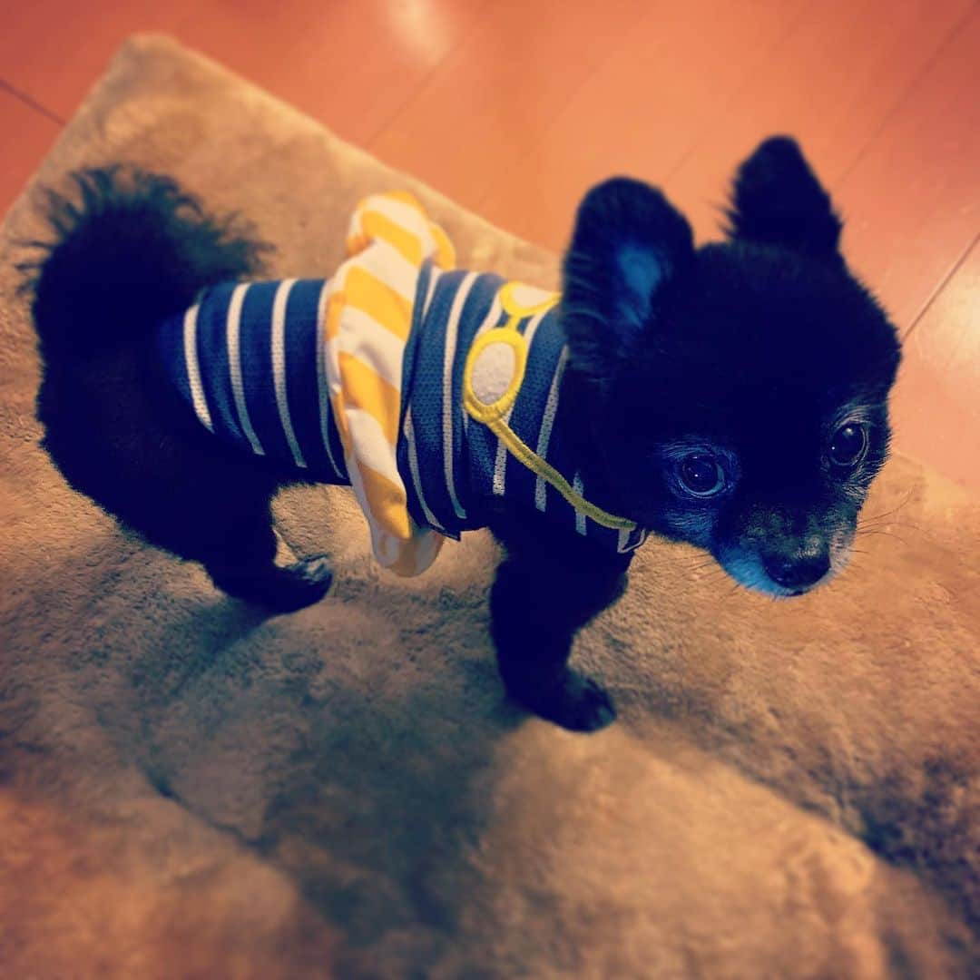 SATOKOさんのインスタグラム写真 - (SATOKOInstagram)「せめて服だけでもバカンス♡ #水着 #sheesha #pomeranian #dogstagram #犬のいる暮らし」4月12日 13時16分 - fc_satoko