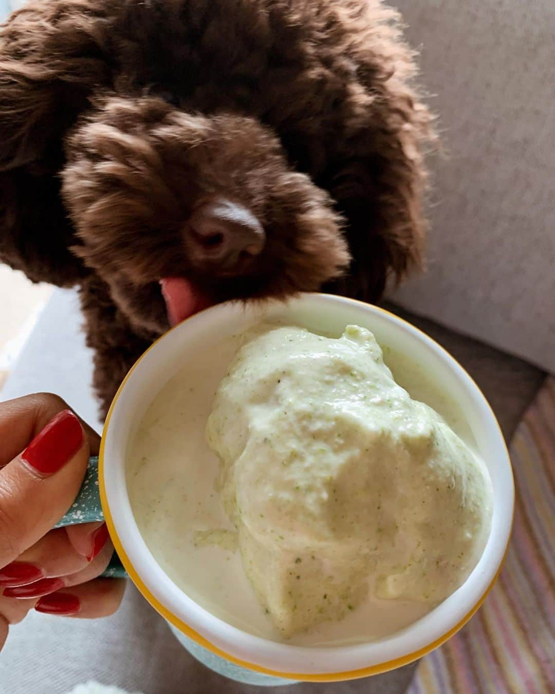 esutoreja_risaribonさんのインスタグラム写真 - (esutoreja_risaribonInstagram)「@greenspoonjp 🥦🥑🥝🥬🥒🥕 自宅が増え最近は太りまくりで過去最高に太ってます… なのでこちらを頼んでみた‼︎ まずパッケージが可愛すぎてパッケージから📸 今日から初体験を❣️ 簡単にインスタから自分に合うスムージーを探してくれるからめちゃ楽！ 私は4つ選んでみて、 #3#8#13#18に！ 一緒に届いた時にパンフレットが入っててこれがまた分かりやすいからためになる！  今日は#8 を❣️ 量も多くってお腹いっぱいでかなりかなり美味しいし、可愛いし、フルーツも沢山で野菜も沢山で、天気がいい日に朝から飲むととにかく気分が良い❣️ 自分じゃここまでの量を揃えてミキサーにかけるとお金かかるしめんどくさいけど、、 冷凍のBoxで届くだけだから本当コスパいいし健康にもなるしいいと思った！ . 『わたしだけのカラダ。わたしだけのスムージー。』 . #greenspoonjp #自宅#スムージー#健康#野菜#フルーツ#可愛すぎ#ミキサー#ホット#アイス#冷凍スムージー#パーソナルスムージー#グリーンスプーン#pr」4月12日 13時49分 - esutoreja_risaribon