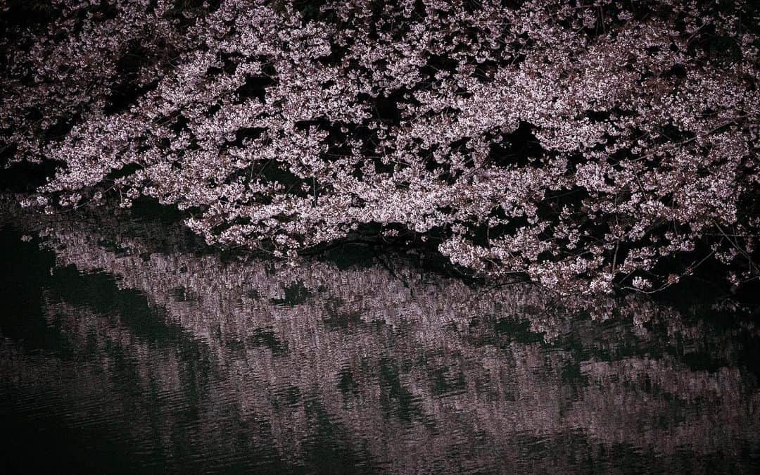 林信行のインスタグラム：「missing the #cherryblossoms #sakura🌸」