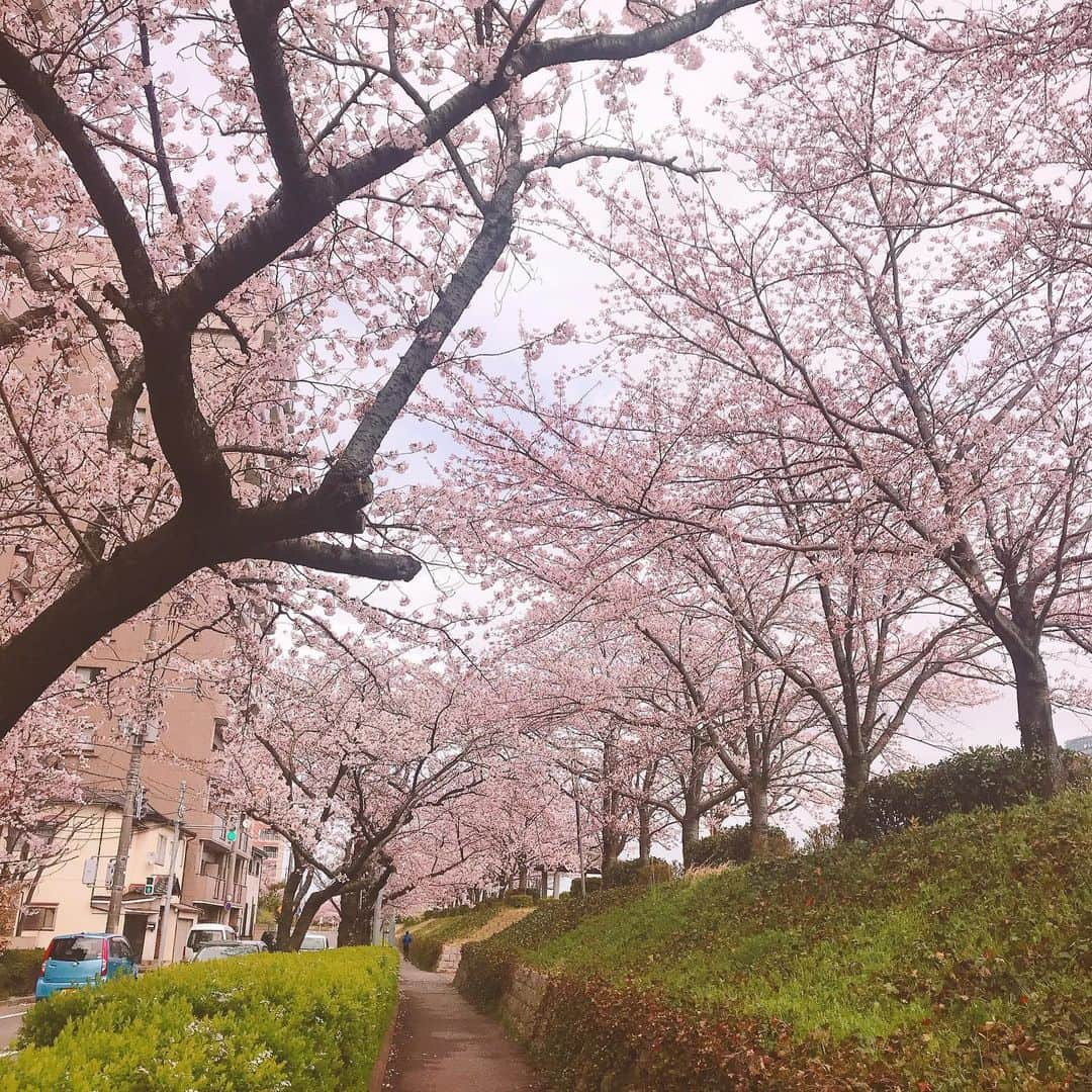 高橋遥さんのインスタグラム写真 - (高橋遥Instagram)「*﻿ やすらぎ堤の桜🌸﻿ ﻿ 今年はお仕事に向かう途中の﻿ 歩きながらのお花見＊﻿ ﻿ 来年はみんなでゆっくりお花見したいな\(◡̈)/♡﻿ ﻿ #新潟 #桜 #サクラ #お花見 #春﻿ #信濃川 #やすらぎ堤﻿」4月12日 14時36分 - haruka.takahashi.33