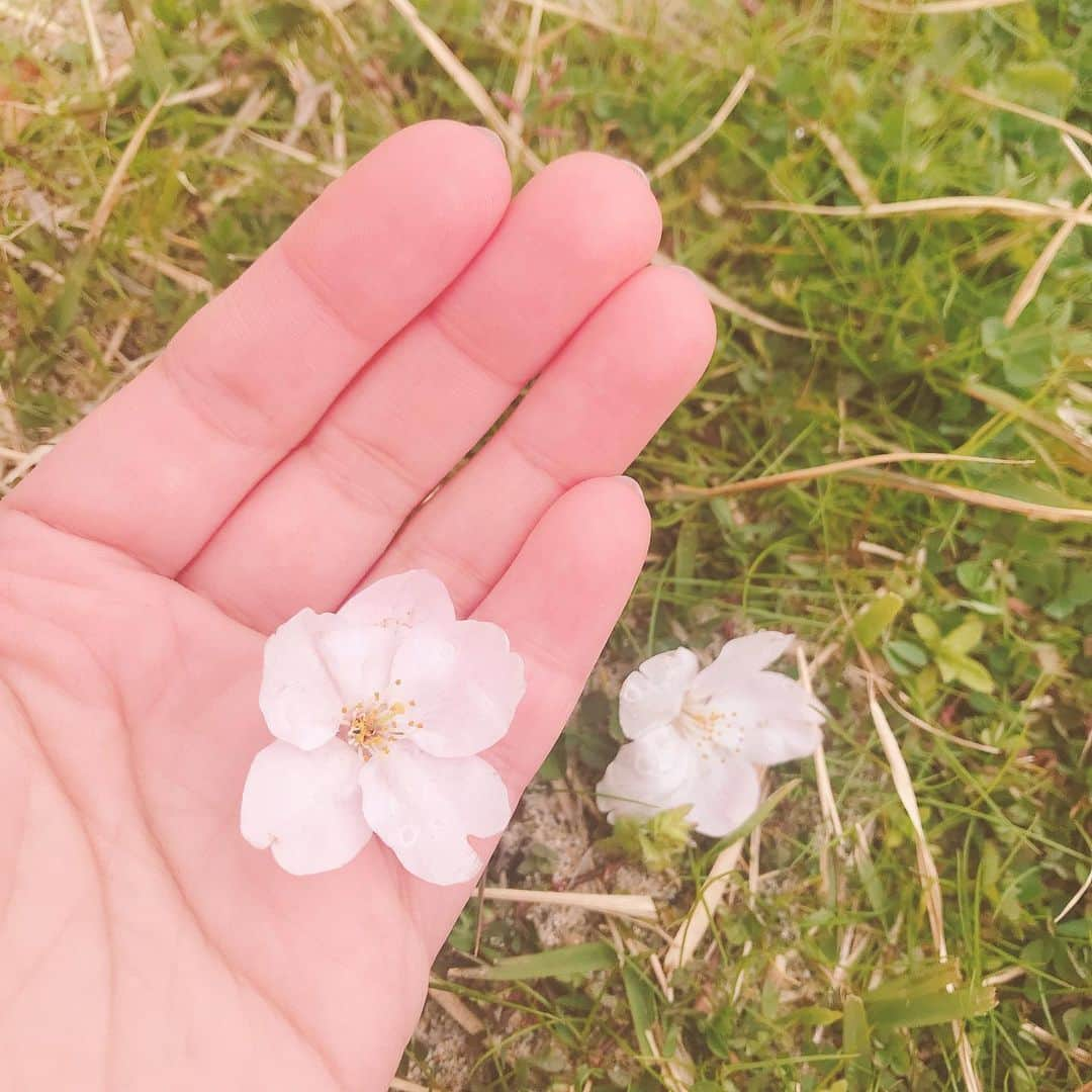 高橋遥のインスタグラム：「*﻿ やすらぎ堤の桜🌸﻿ ﻿ 今年はお仕事に向かう途中の﻿ 歩きながらのお花見＊﻿ ﻿ 来年はみんなでゆっくりお花見したいな\(◡̈)/♡﻿ ﻿ #新潟 #桜 #サクラ #お花見 #春﻿ #信濃川 #やすらぎ堤﻿」