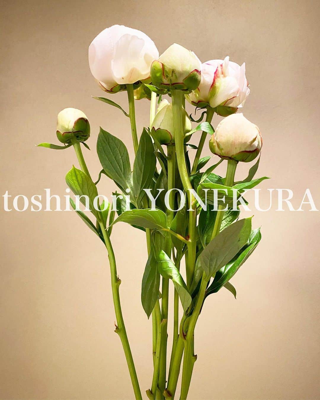 米倉利紀さんのインスタグラム写真 - (米倉利紀Instagram)「flowers of this week: peony #男花 #花のある生活 #芍薬」4月12日 14時36分 - toshi_yonekura