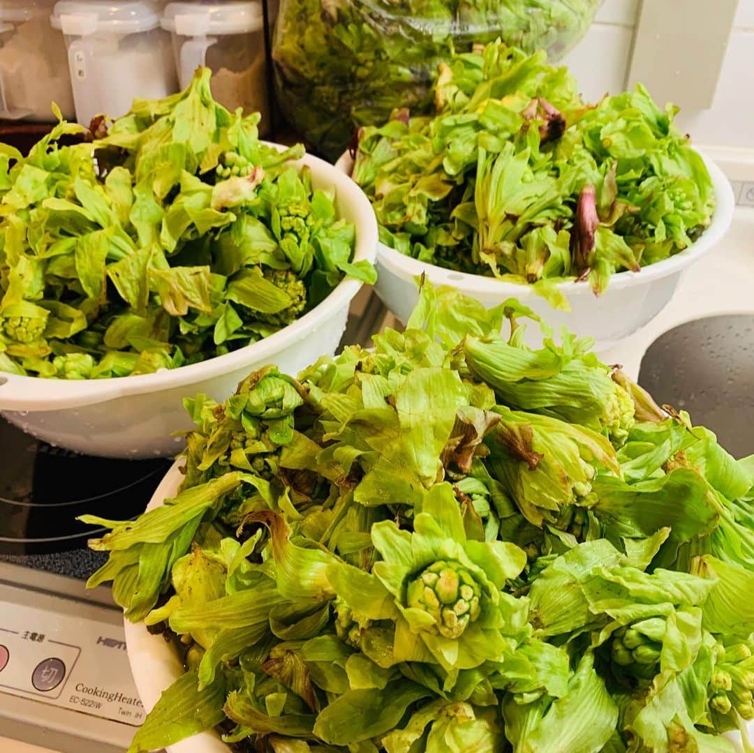 一条もんこさんのインスタグラム写真 - (一条もんこInstagram)「春の山菜スパイス料理。  スパイス衣のパコラ風天ぷら。  新潟の実家から山のような山菜が届きました。毎年この時期には収穫に行くのですが、今年はこんな状況なので行けず。 野生のふきのとう、こごみ、たらの芽です。スーパーで売っているものに比べると香りも強くて苦味もありますがこれがまた良いんです。すぐに下処理して真っ先に揚げました。自家製ガラムマサラ塩でいただきます。 スパイス#スパイス料理#パコラ#パコラ風#インド料理#山菜#ふきのとう#こごみ#たらの芽#新潟産#春の香り#天ぷら#揚げ物#サクサク#ガラムマサラ塩#ちえこの手作りマスク#一条もんこ」4月12日 15時22分 - monko1215