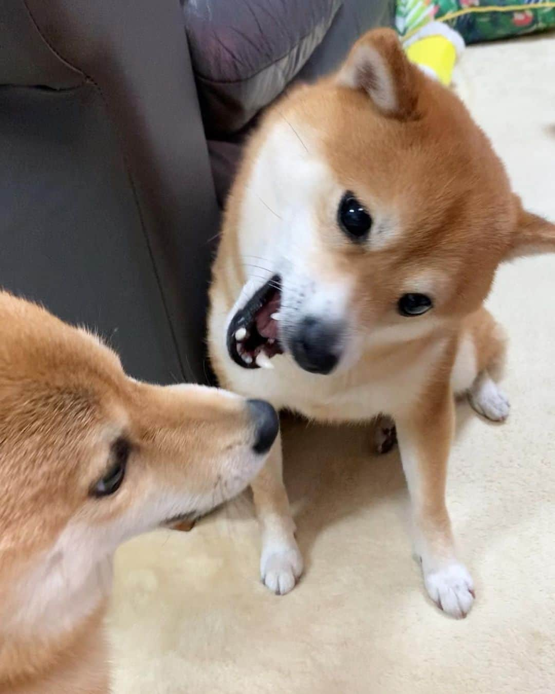 豆柴 サニーちゃんさんのインスタグラム写真 - (豆柴 サニーちゃんInstagram)「. . HELLO〜こんにちわん🐻🐶🎶 . 🐻あっかんべー👅 🐶なんでちゅか！それは！ . . #あっかんべー👅 #なかよしこよし #さにらむ劇場 #妹のお世話係 #口を舐めたい犬 . #柴犬#豆柴 #赤柴#豆柴子犬 #まめしば#いぬのきもち#ふわもこ部 #サンデイ#サンデイいぬ組#anicas#shiba_snap #shibainu#shiba#mameshiba#shibastagram #mameshibapuppy#shibapuppy #豆柴サニーちゃん#豆柴ラムちゃん#さにらむたん #さにらむ2020」4月12日 15時22分 - sunny_rei_32