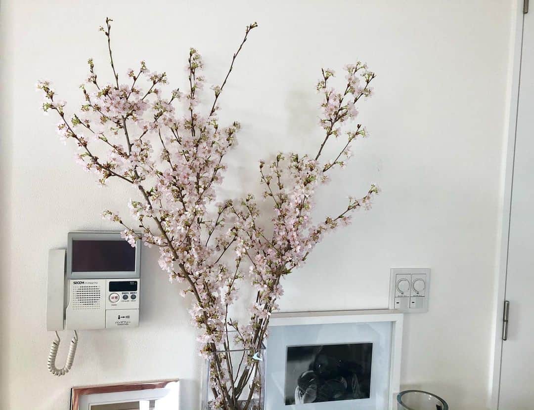 吉原珠央さんのインスタグラム写真 - (吉原珠央Instagram)「満開♫ 通り過ぎるときのささやかな楽しみです^_^ 1日でも長くみていたい♡  #桜 #お花のある暮らし  #日曜日」4月12日 15時37分 - tamaoyoshihara