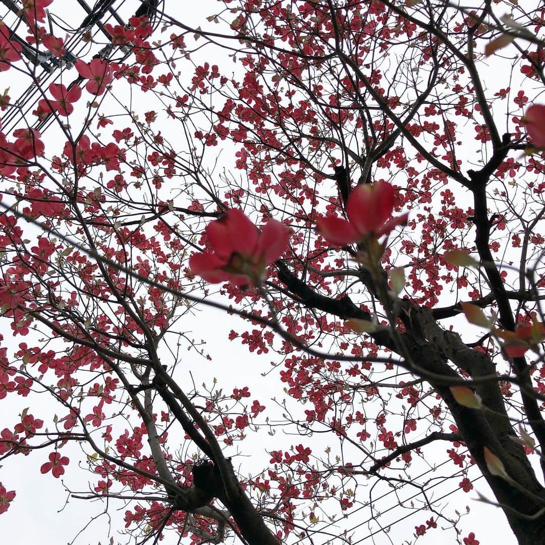 平松禎史のインスタグラム：「ハナミズキの花はかわいいな。紅葉のほうが派手で印象的だけど花もイイ。」