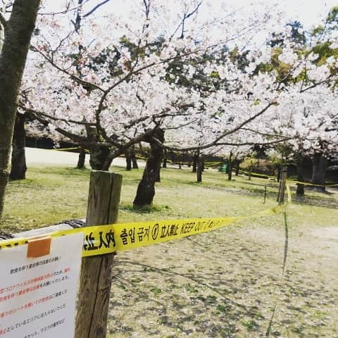 松本隆博のインスタグラム：「。 写真で一言。 (毎年、例年通り咲いた桜からの一言) ｢え…俺なんかやらかした？｣」