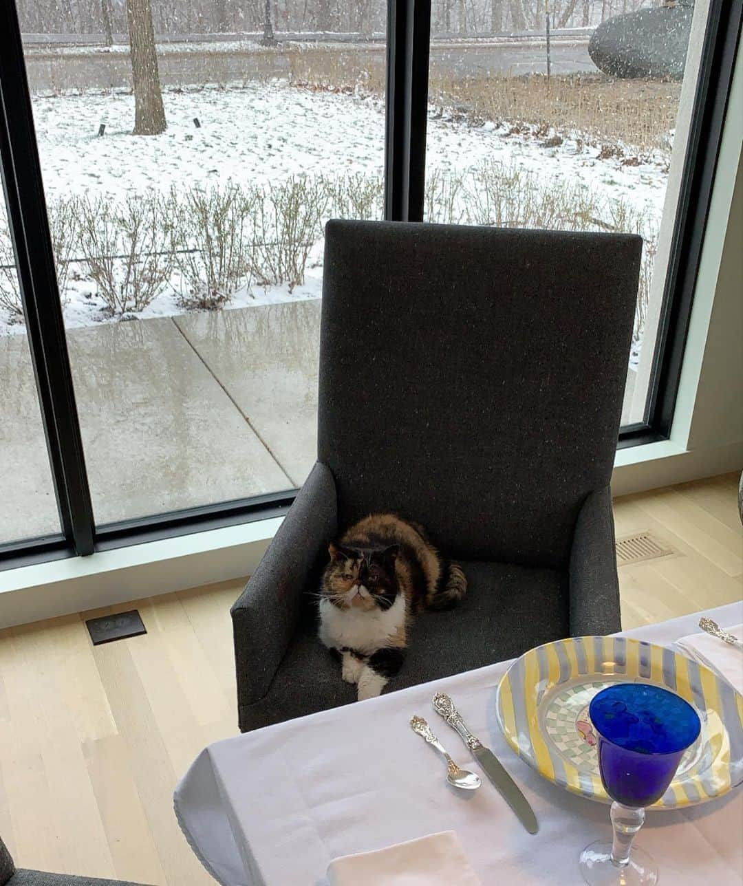 Pudgeさんのインスタグラム写真 - (PudgeInstagram)「Pudge at the head of the Easter table. Happy (snowy) Easter from Minnesota! Hope you’re all doing well ❤️ #QueenP」4月13日 1時45分 - pudgethecat