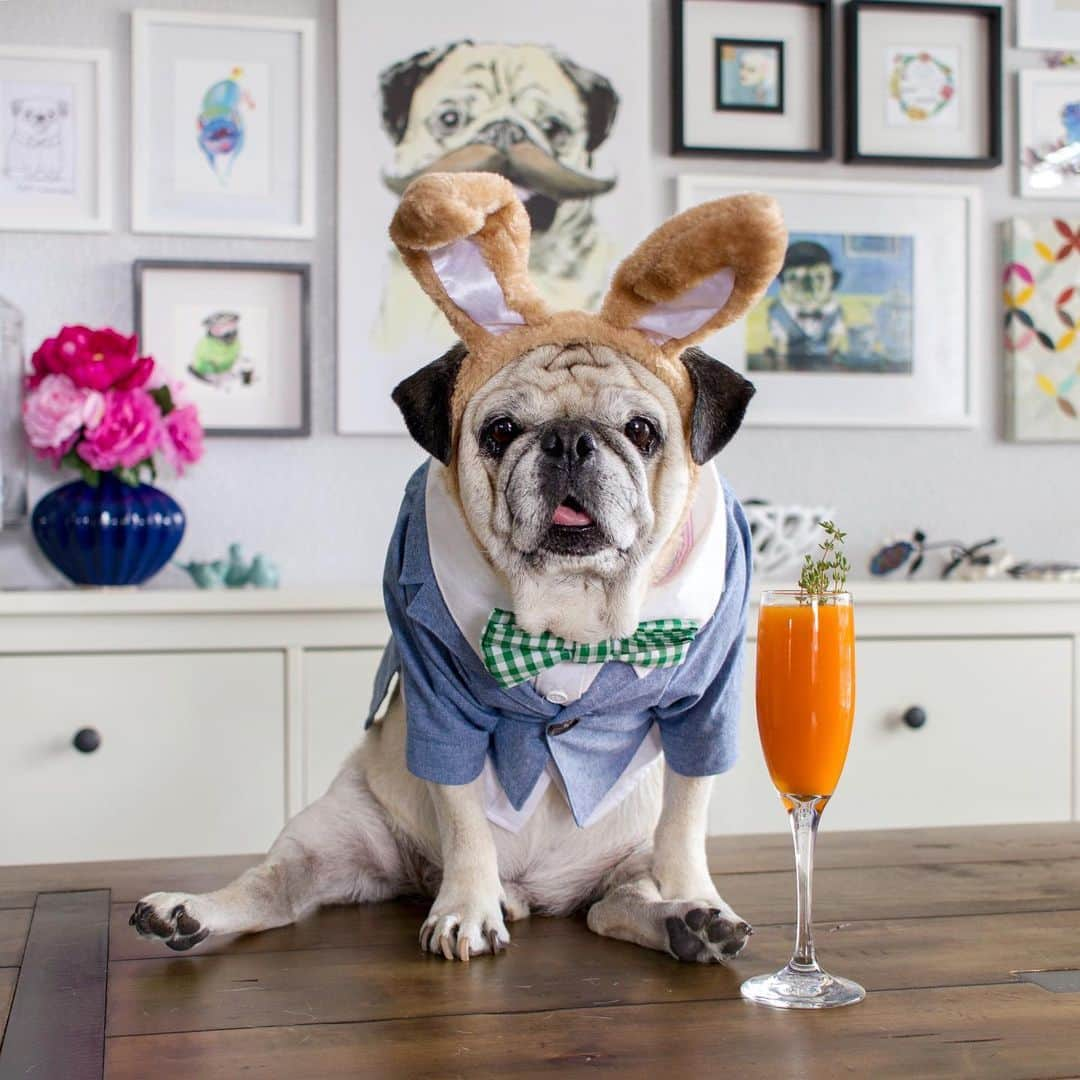 ロッコさんのインスタグラム写真 - (ロッコInstagram)「Happy Easter!!! Hope you guys are celebrating with a carrot pineapple mimosa 🥕 Outfit by @thestylishbisou . . . #Roccothepug #pug #puglife #pugstagram #pugsofinstagram #dogsofinstagram #weeklyfluff #theweekoninstagram #austindogs #dogsofbark #thetomcoteshow #teampixel #atx #buzzfeedanimals #speakpug #easter #bunny」4月13日 1時49分 - roccothepug