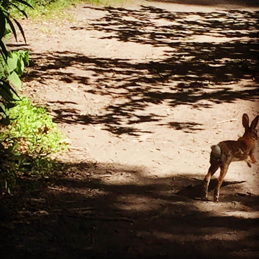 大森美希さんのインスタグラム写真 - (大森美希Instagram)「Lockdown Day 27 🔐  Happy Easter / Joyeuses Pâques🐣🐣🐣 Brooklyn Botanic Garden, June 2016🐰🐰🐰 写真は2016年6月🐇ニューヨークに住んでいた時に遊びに行ったブルックリン植物園で偶然遭遇したウサギさん。生まれて初めて自分の目の前をウサギが通り過ぎたのでビックリ&ドキドキしながら撮影したのを思い出した🐰  #happyeaster #joyeusespâques #lockdown #confinement #paris #france #brooklynbotanicgarden #nyc #memories #stayhome #restonscheznous #イースター #復活祭 #外出制限 #外出制限中のパリ #パリ #パリ生活 #フランス #海外生活 #ブルックリン植物園 #ウサギ #うさぎ #ニューヨーク #ニューヨークの思い出 #うちで過ごそう #家にいるだけで世界は救える」4月13日 2時00分 - mikiomori_
