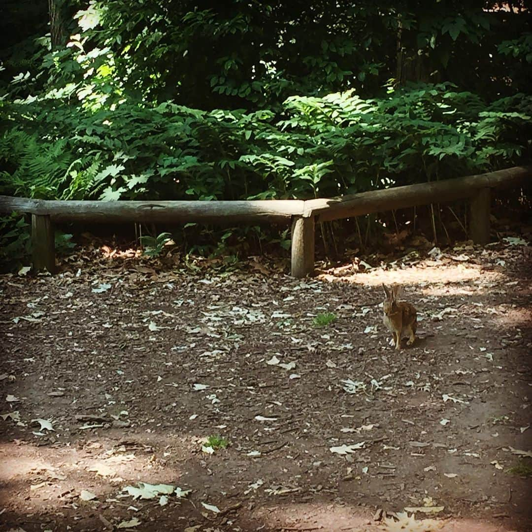 大森美希さんのインスタグラム写真 - (大森美希Instagram)「Lockdown Day 27 🔐  Happy Easter / Joyeuses Pâques🐣🐣🐣 Brooklyn Botanic Garden, June 2016🐰🐰🐰 写真は2016年6月🐇ニューヨークに住んでいた時に遊びに行ったブルックリン植物園で偶然遭遇したウサギさん。生まれて初めて自分の目の前をウサギが通り過ぎたのでビックリ&ドキドキしながら撮影したのを思い出した🐰  #happyeaster #joyeusespâques #lockdown #confinement #paris #france #brooklynbotanicgarden #nyc #memories #stayhome #restonscheznous #イースター #復活祭 #外出制限 #外出制限中のパリ #パリ #パリ生活 #フランス #海外生活 #ブルックリン植物園 #ウサギ #うさぎ #ニューヨーク #ニューヨークの思い出 #うちで過ごそう #家にいるだけで世界は救える」4月13日 2時00分 - mikiomori_