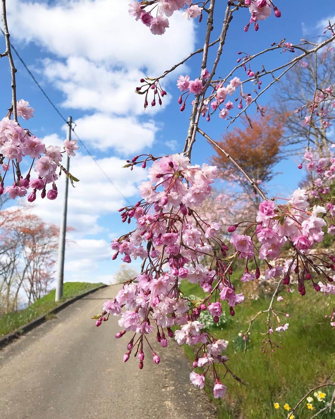 西口真央のインスタグラム：「テレビで！SNSで！桜を楽める時代😌🥺🤩🌸 #コロナに負けるな！ #負けへん ！ #桜 #sakura #japanese」