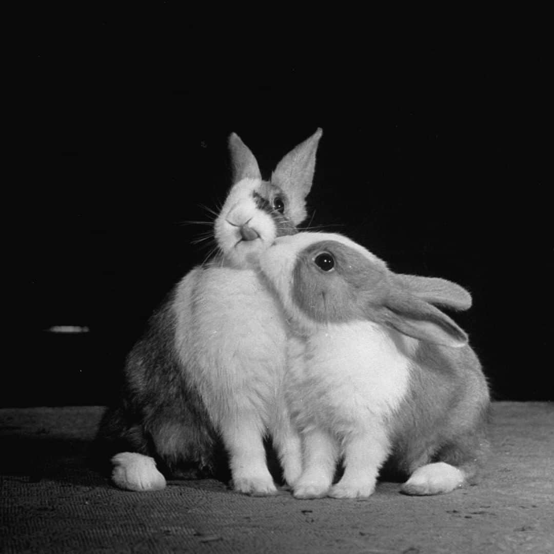 lifeさんのインスタグラム写真 - (lifeInstagram)「Happy Easter! Two small Dutch rabbits enjoy a snuggle, 1946. For more bunny business, check the link in bio. (📷George Rodger/LIFE Picture Collection.) #rabbitsofinstagram」4月13日 2時39分 - life