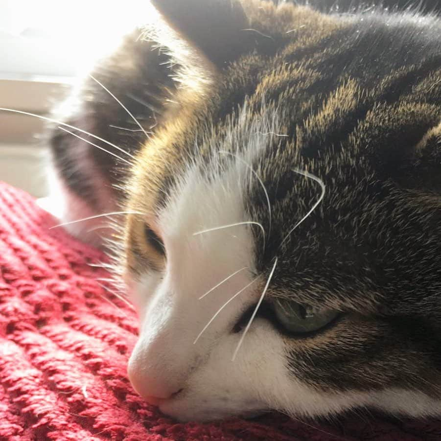 Misty The Moggieさんのインスタグラム写真 - (Misty The MoggieInstagram)「Happy Easter everyone! 🐣 🥚 Easter naps is currently in progress 💤」4月13日 2時55分 - mistythemoggie