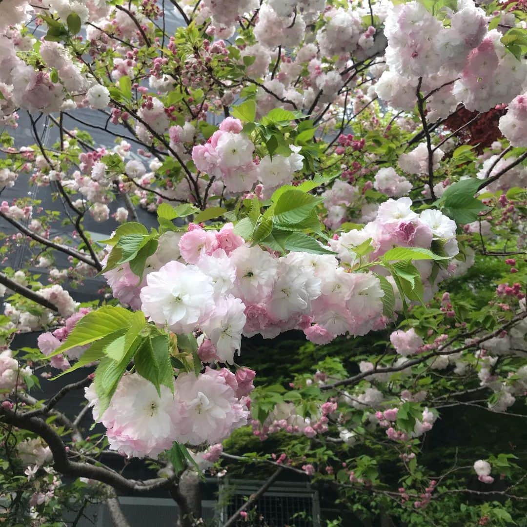 Hikari Noguchi 野口 光さんのインスタグラム写真 - (Hikari Noguchi 野口 光Instagram)「早く平穏な日々が戻りますように #桜 #桜🌸」4月12日 18時13分 - hikari_noguchi