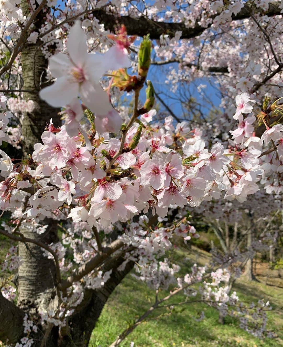 酒井大祐さんのインスタグラム写真 - (酒井大祐Instagram)「桜も咲き終わり。 4月。 コロナに負けるな。 #頑張ろう日本  #suntorysunbirds  #サントリーサンバーズ  #インスタlive  #ありがとうございました！ #恥ずかしかった #けど新鮮でした #酒井大祐  #サカイダグラム  #sakaidagram」4月12日 18時13分 - daisukesakai1022